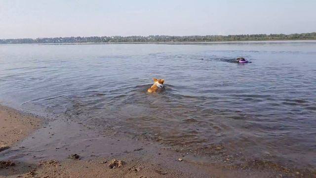 Корги на каникулах!