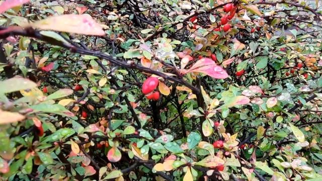 Осенние барбарисы / Autumn barberries смотреть онлайн
