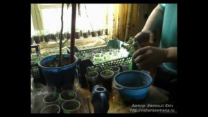 Выращивание рассады помидоров Отрывок Помидоры от А до