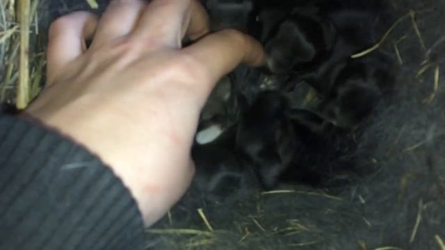 Как выкормить новорожденных крольчат. Доим крольчиху. смотреть онлайн