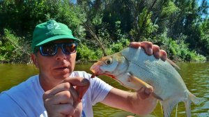 РЫБАЛКА ОГОНЬ! КРУПНЫЙ КАРАСЬ НА ДОНКИ В АВГУСТЕ 2021. Сазан, щука, окунь, густера, лещ, чехонь