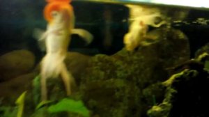 Почему "красная шапочка" плавает вверх брюхом?это газы???