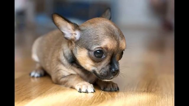 Самая маленькая собака в мире смотреть онлайн