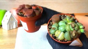 ЛИТОПСЫ. Уход и Содержание ЗИМОЙ. Полив и подходящая температура