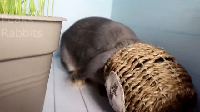 Кролик Донна бекстейдж смотреть онлайн