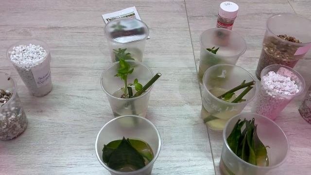 Сравнение укоренителей. Укоренение мирта, укоренение сансевиерии листом .