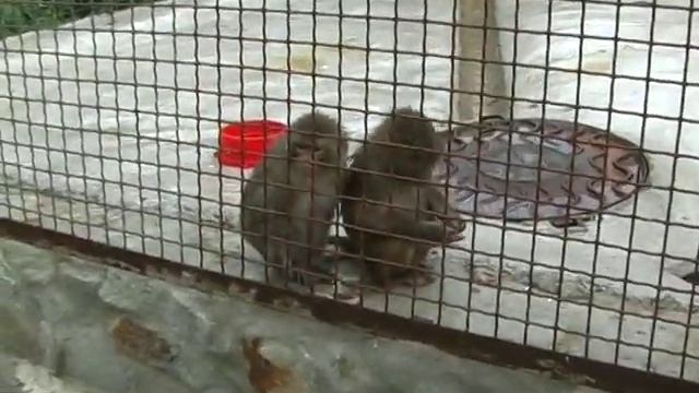 Макаки, они и в Африке макаки смотреть онлайн