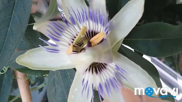 Так цветет Пассифлора голубая . смотреть онлайн