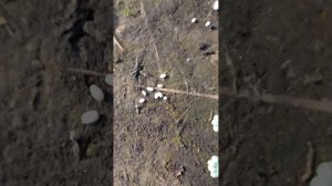 с сквиши собакоми на даче 1 часть