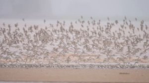 THOUSANDS of Shorebirds | Bird Photography in New Brunswick