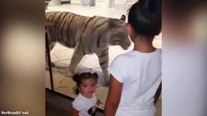 samie-ugarnie-prikoli-zabavnie-deti-i-smesnie-jivotnie-topcik_(videomega.ru)