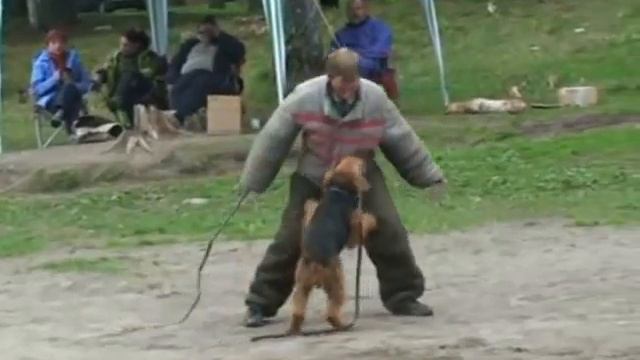 Mondioring - training of dogs