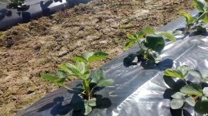 Выращивание клубники в ленобласти