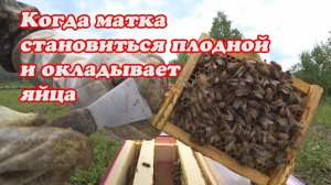 ЧЕРЕЗ КАКОЕ ВРЕМЯ МАТКА ОТКЛАДЫВАЕТ ПЕРВЫЕ ЯЙЦА ПОСЛЕ ВЫХОДА ИЗ МАТОЧНИКА, МОИ НАБЛЮДЕНИЯ.