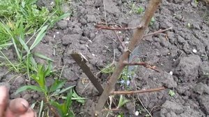 ЕСЛИ ПОДМЁРЗ ПЕРСИК. Востановление молодого персика.