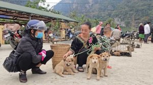 A 17-year-old single mother is looking for a new owner to take care of her puppies ,  anh hmong