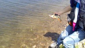 отпускание окуня. микроджиг perch fishing