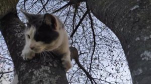 Кот застрял на дереве. Это соседский кот, залез на дерево и не знает как слезть.