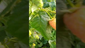 Ремонтантная малина в нашем питомнике. Лучшие сорта.