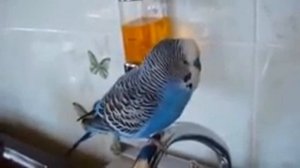 Кто чай не пьёт тот чмо