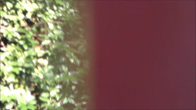 Bush Gardens Williamsburg, Full Train ride in 4K-June 2019 смотреть онлайн