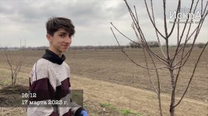 Пересадка черешен. Новопавловск.