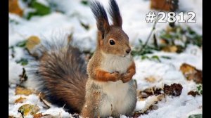 #2812. Белки (В мире животных)