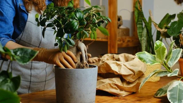Ficus Ginseng Bonsai Bakımı смотреть онлайн