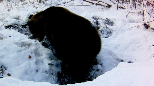 Косолапый утепляет свою берлогу. Подготовка к зимней спячке. 2-часть смотреть онлайн