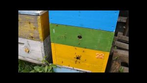 пчелы вошли в роевое состояние, что лучше делать, чтобы и рой не улетел, и мед товарный не потерять
