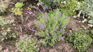 Что делать с лавандой?