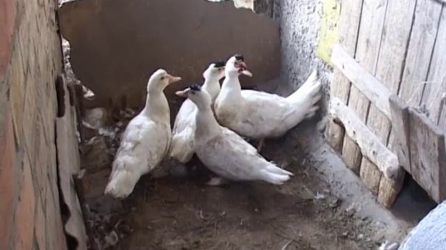 Мускатные утки. смотреть онлайн