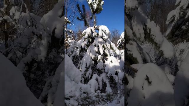 Природа малой родины. Белорусское Полесье