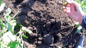 Второй урожай молодой картошки. Результат эксперимента.