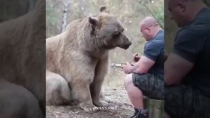 Приручил медведя