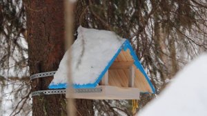 Птицы Подмосковья Зимой