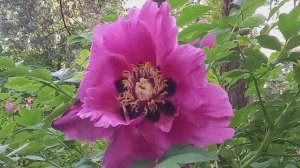 Что цветёт в ботаническом саду Калининграда в конце мая 2023.mp4