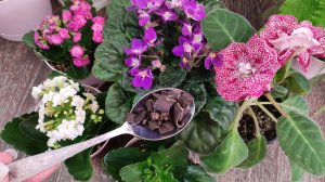 1 ЛОЖКА ПОД ЛЮБОЙ ЦВЕТОК и Цветы Бешено Зацветают и Цветут Не Переставая! ПРОВЕРЕННАЯ ПОДКОРМКА!