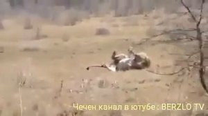 Лев увидел ангела смерти