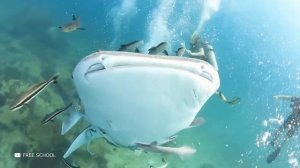 Это Самая Большая и Опасная Черепаха в Мире