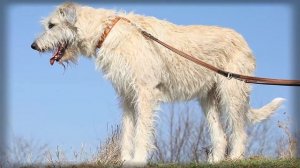 СИЛЬНЕЕ ВОЛКА. Сильнейшие Породы Собак - Гампр в деле. Алабай в деле.