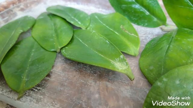 ЗАМИОКУЛЬКАС. Размножение замиокулькаса в перлите смотреть онлайн