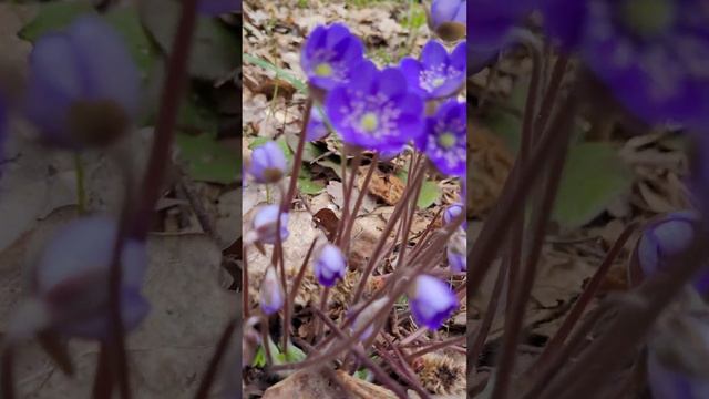 Первые цветочки после зимы. Минская область. Беларусь.