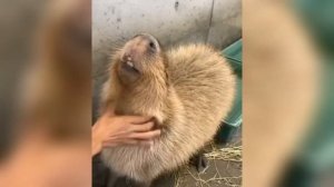 Фото капибары ➡️ музыка| Capybara song??? #capybara