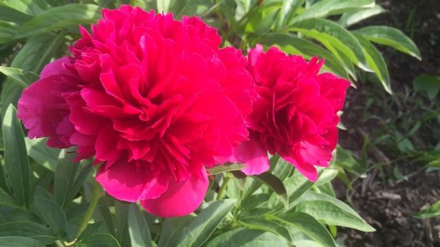 Пион DELAWERE CHIEF/Делавер Чиф смотреть онлайн