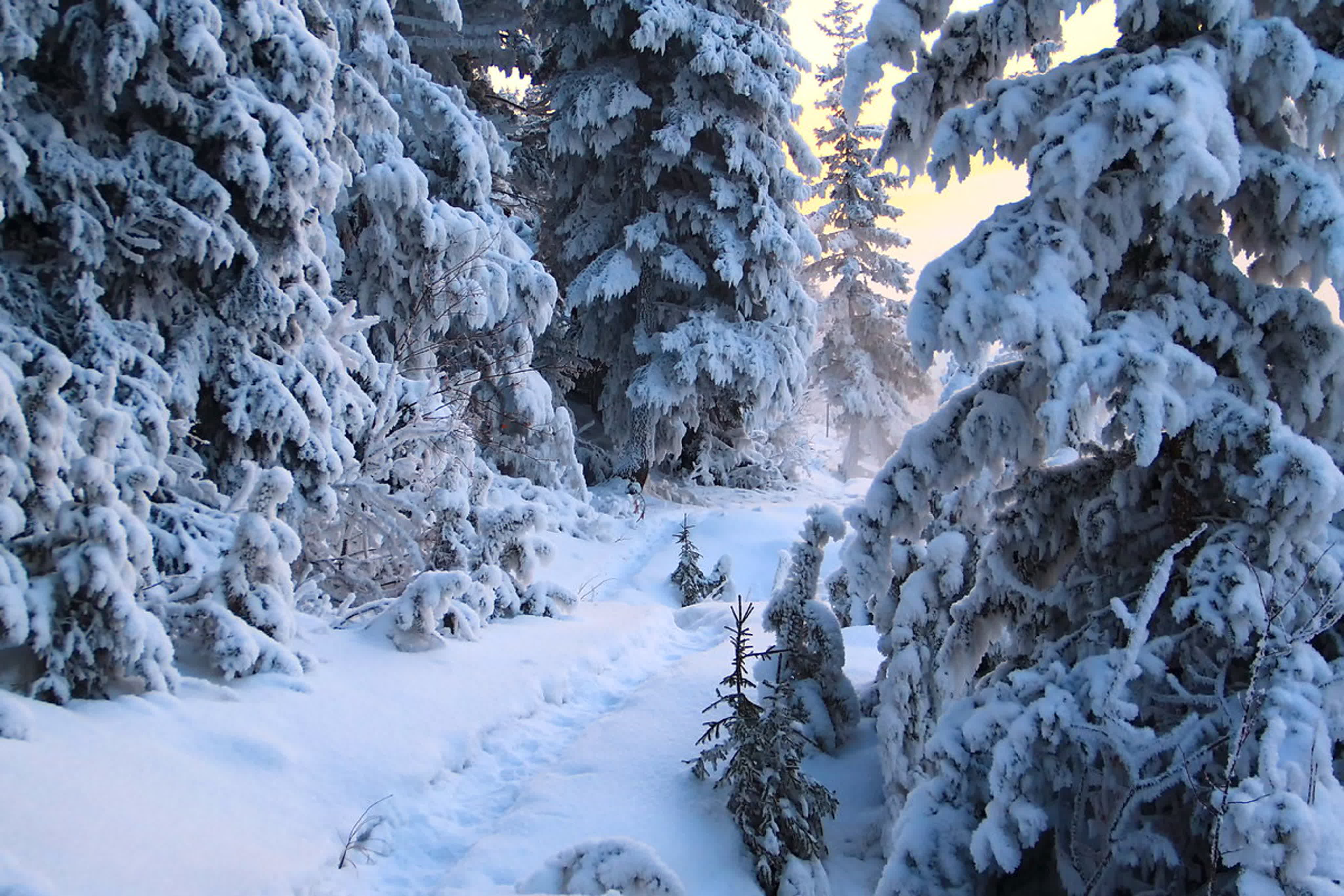 Winter forest. Зимний лес. Зимой в лесу. Снежный лес. Сказочный зимний лес.