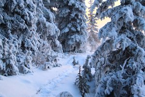 ЗИМНИЙ ЛЕС И НЕКОТОРЫЕ ЕЕ ОБИТАТЕЛИ