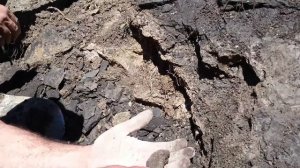 ИХТИОЗАВР МОРСКОЙ РЕПТИЛИЯ ХИШНИК ВОЗРАСТ ЕГО ОКОЛО 100,000 000. Лет До.н.э