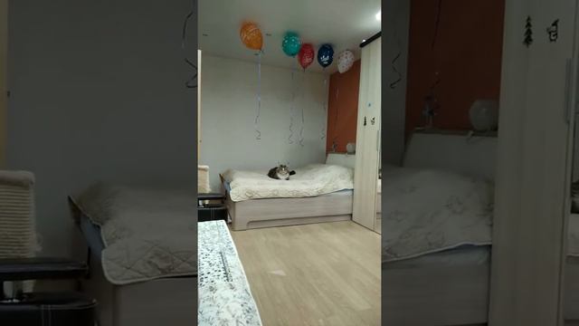 Кот Мейн кун Никки смотреть онлайн