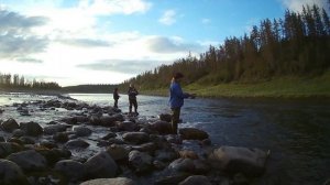 Рыбалка на хариуса с медведем Норильск 2021